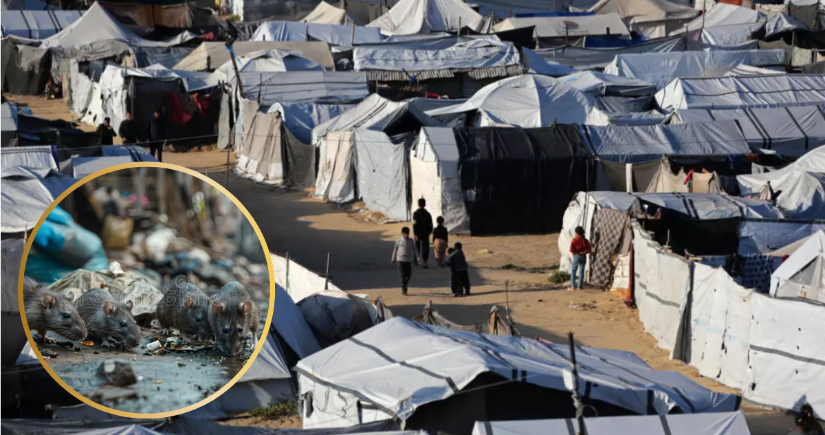 Campamentos de Gaza llenos de ratas