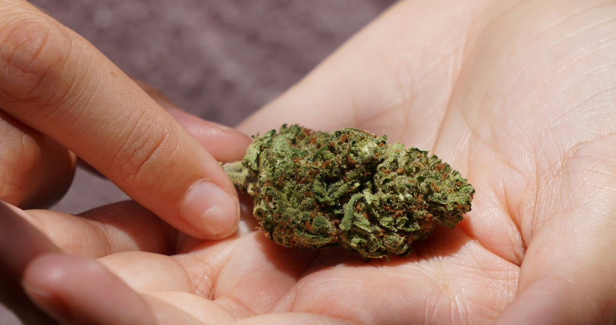 Foto de cannabis para ilustrar nota sobre el consumo en adolescentes