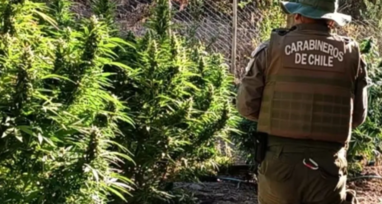 Operativo de Carabineros en plantación de cannabis