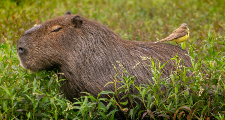 Foto de un capibara