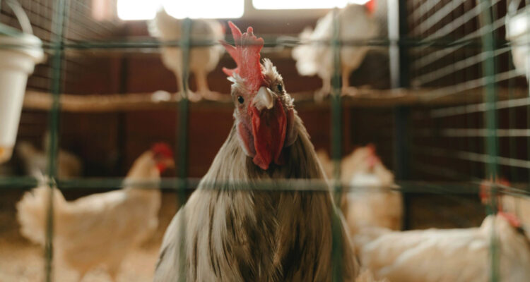 SAG aclara que China no ha notificado destrucción de productos avícolas chilenos por gripe aviar