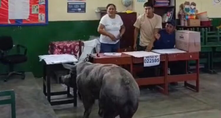 “Perú siendo Perú”: Cerdo sorprendió a electores en centro de votación del país vecino