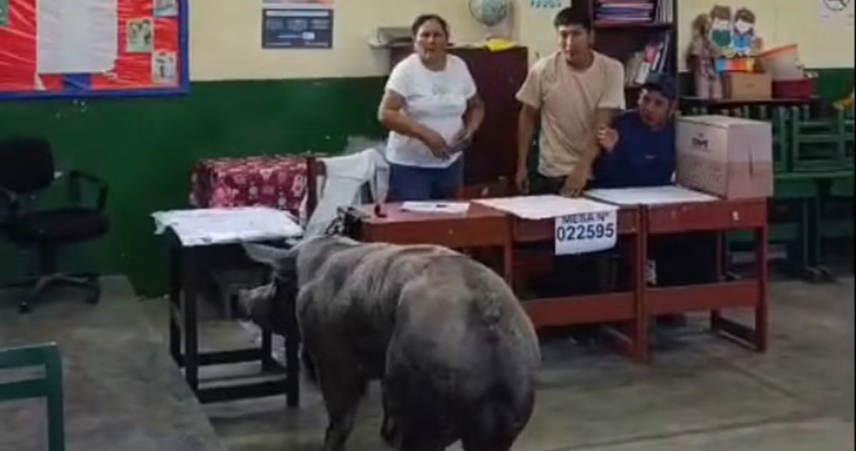 “Perú siendo Perú”: Cerdo sorprendió a electores en centro de votación del país vecino