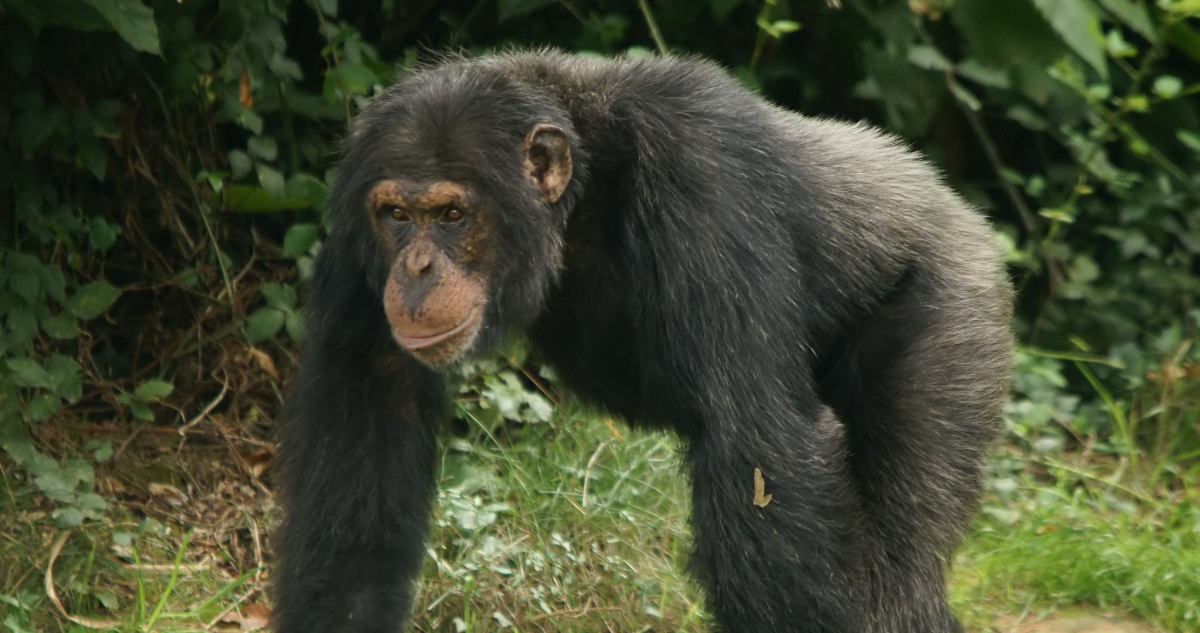 Foto de chimpancés