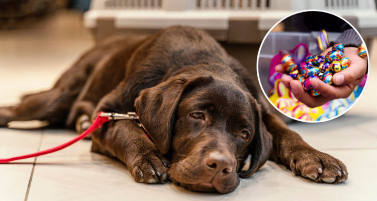 Chocolate mascotas perros gatos