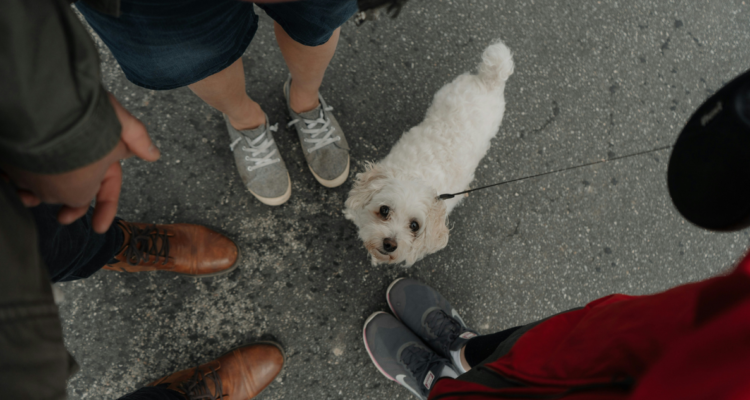Perrito blanco junto a su familia