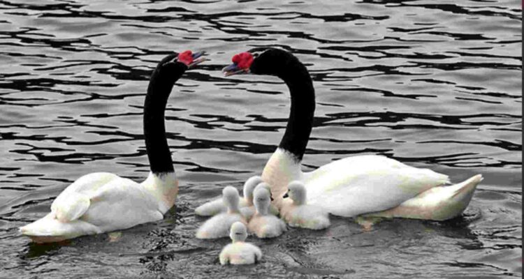 Tragedia ambiental: Muerte de más de 170 cisnes por gripe aviar mantiene en alerta zona centro-sur