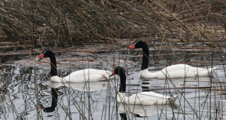 Reportan 3 casos de gripe aviar en cisnes de cuello negro en santuario de naturaleza Carlos Anwandter