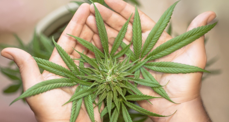 Condenan a cinco años de cárcel a joven por ofrecer marihuana en redes sociales y realizar delivery