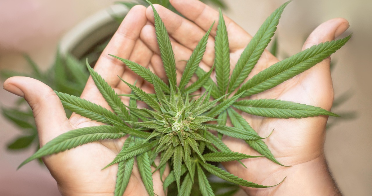 Condenan a cinco años de cárcel a joven por ofrecer marihuana en redes sociales y realizar delivery