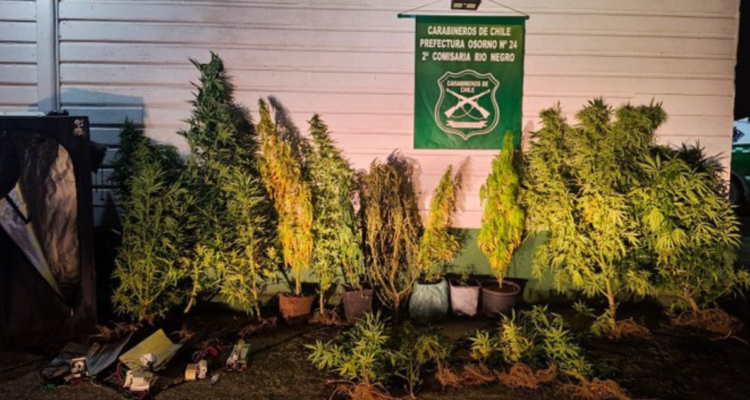 Incautan 19 plantas de marihuana y detienen a dos personas tras allanamiento en Río Bueno