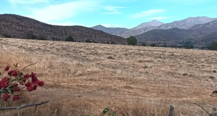 Menos alcachofas, mandarinas, paltos, uvas y kiwi: agricultores abandonan siembras en Limarí