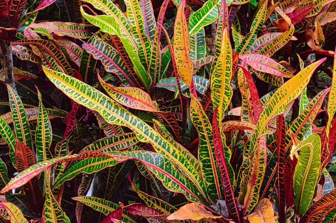 Pueden ser mortales: estas plantas comunes del hogar son tóxicas para tus mascotas