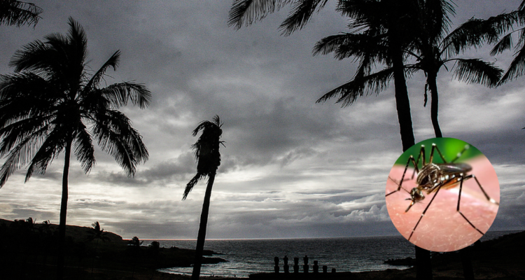 Brote de dengue en Rapa Nui: Senapred reportó 18 casos confirmados