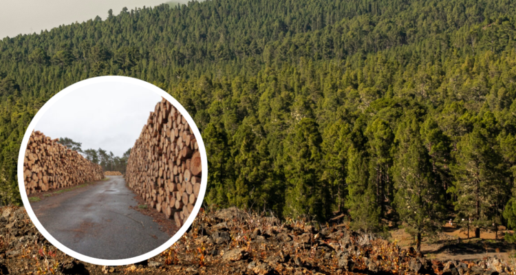 Plantación forestal y madera