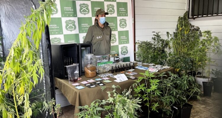 Primos detenidos por vender droga en Lanco: incautan hongos alucinógenos, plantas y aceite de cannabis