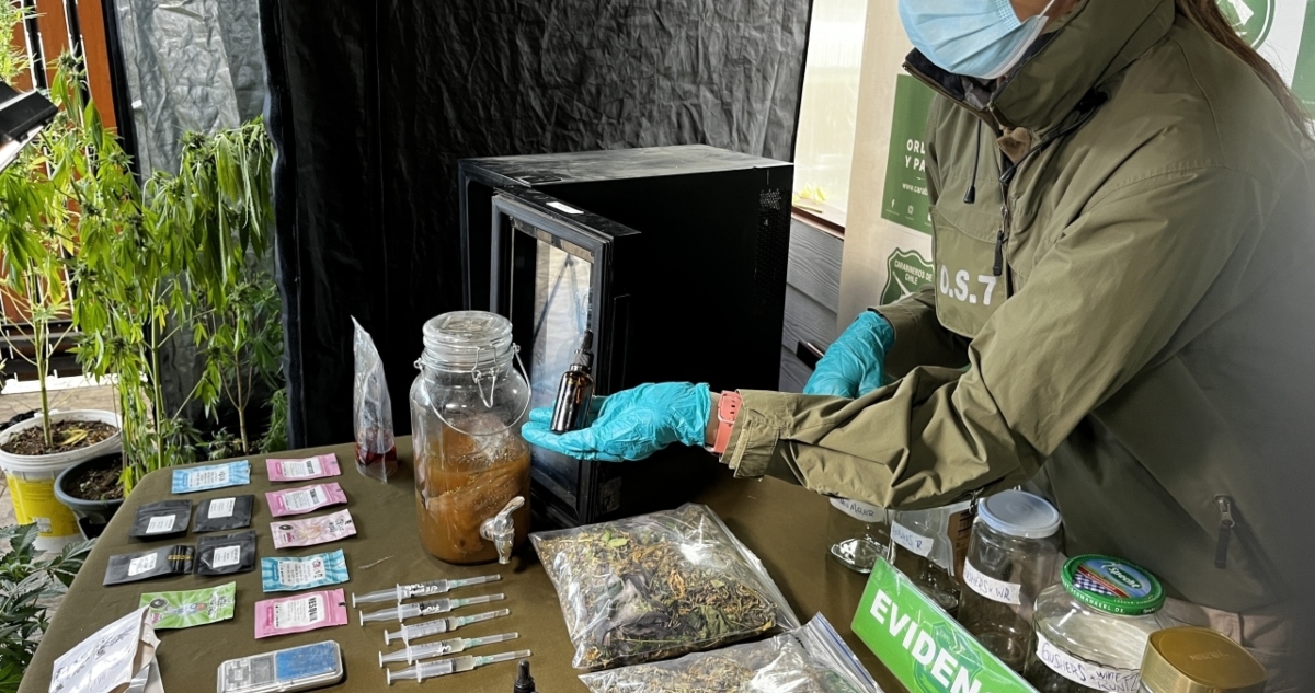 marihuana y hongos alucinógenos en Lanco