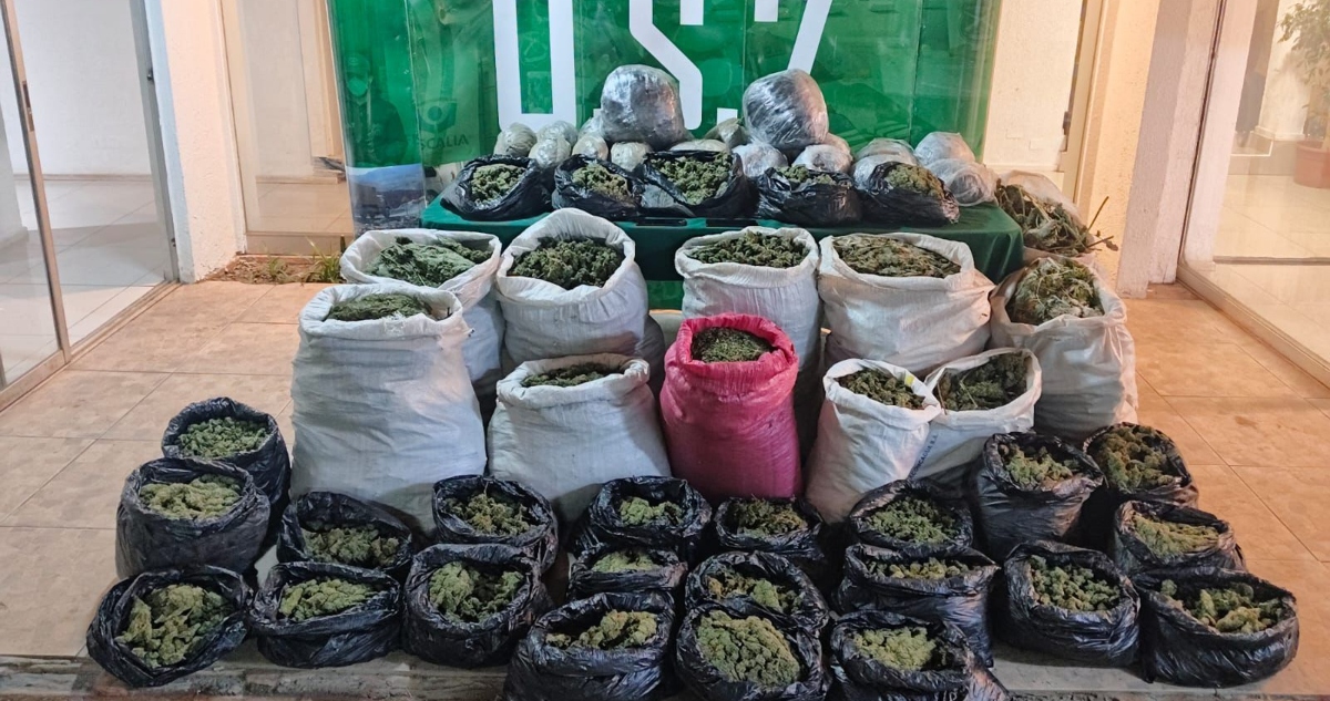Hallan campamento con 170 kilos de marihuana en proceso de secado en Cabildo