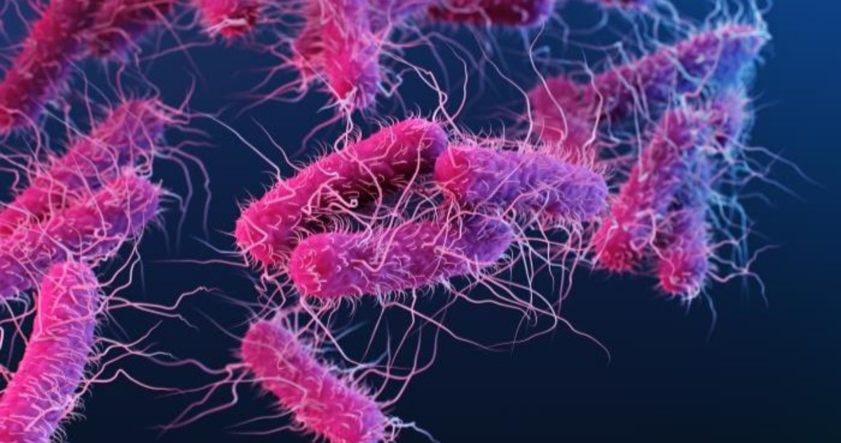Escherichia coli