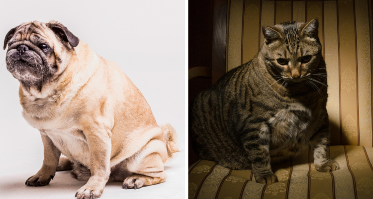 el aumento de peso en mascotas es un problema de salud crónico