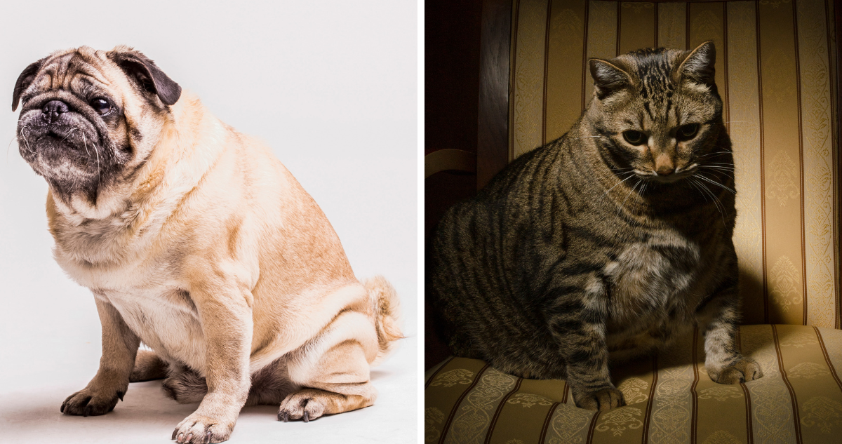el aumento de peso en mascotas es un problema de salud crónico