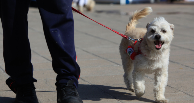 Familia de perro que murió electrocutado en Viña presentará querella contra alcaldesa Ripamonti