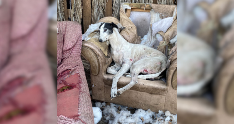 Desnutridos, con mutilaciones y heridas: rescatan a perros galgos desde sitio eriazo en Victoria