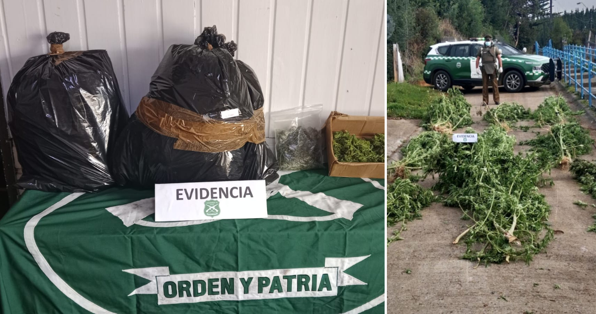 Incautan más de cuatro kilos de marihuana y plantas de cannabis de hasta 3 metros de altura en Carahue