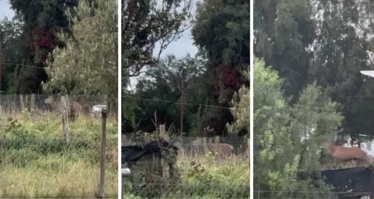 Avistamiento de “ciervo gigantesco” sorprende a familia de sector Pilmaiquén