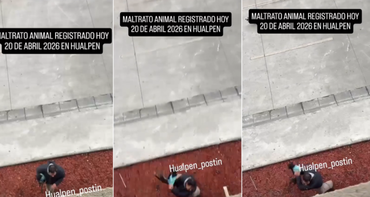Municipio de Hualpen se querella por brutal agresión a pequeño perro: fue lanzado contra ventanal
