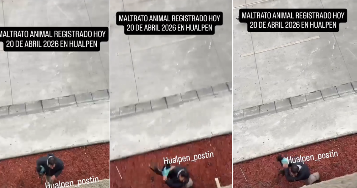 Municipio de Hualpen se querella por brutal agresión a pequeño perro: fue lanzado contra ventanal