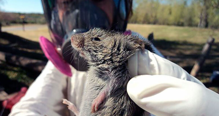 Mujer de 53 años muere por hantavirus en región de Ñuble: se habría contagiado recolectando moras