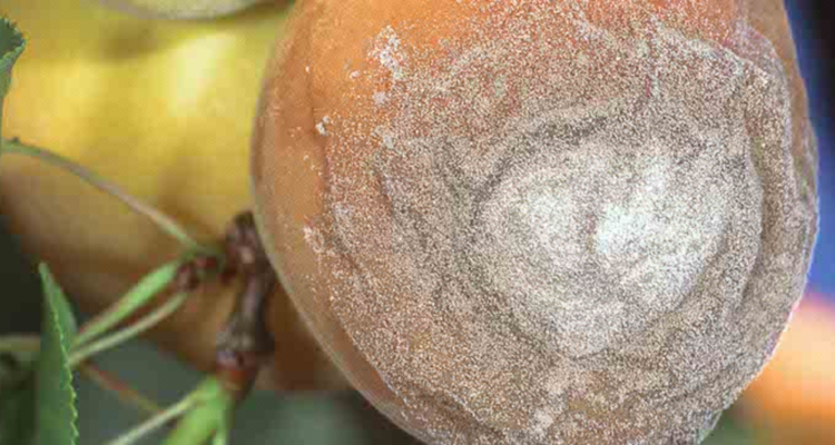 Rusia rechaza toneladas de fruta chilena acusando que estaban infectadas con un hongo