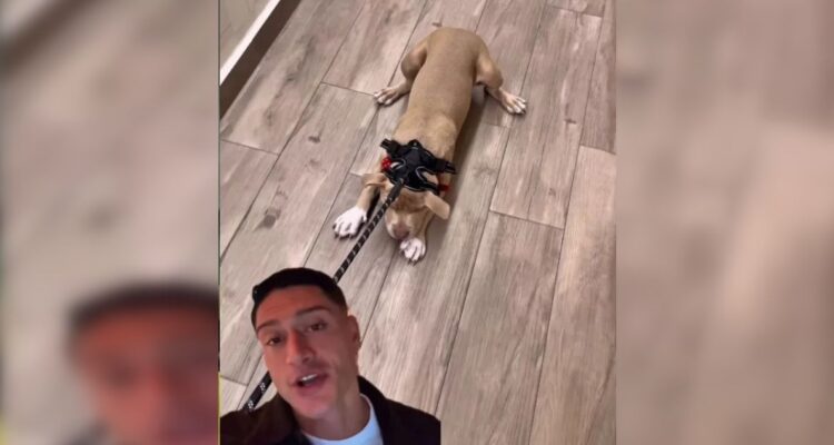 “¿Es así o se hace?”: Zona de Estrellas barre con Sammis Reyes por supuesto maltrato animal