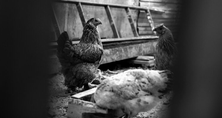 Golpe por gripe aviar: China prohíbe importación de aves de corral de Chile y productos derivados