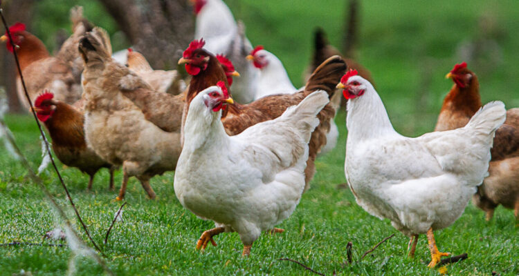 Alerta por gripe aviar en La Araucanía tras hallazgo de aves muertas en Lago Budi y en Galvarino