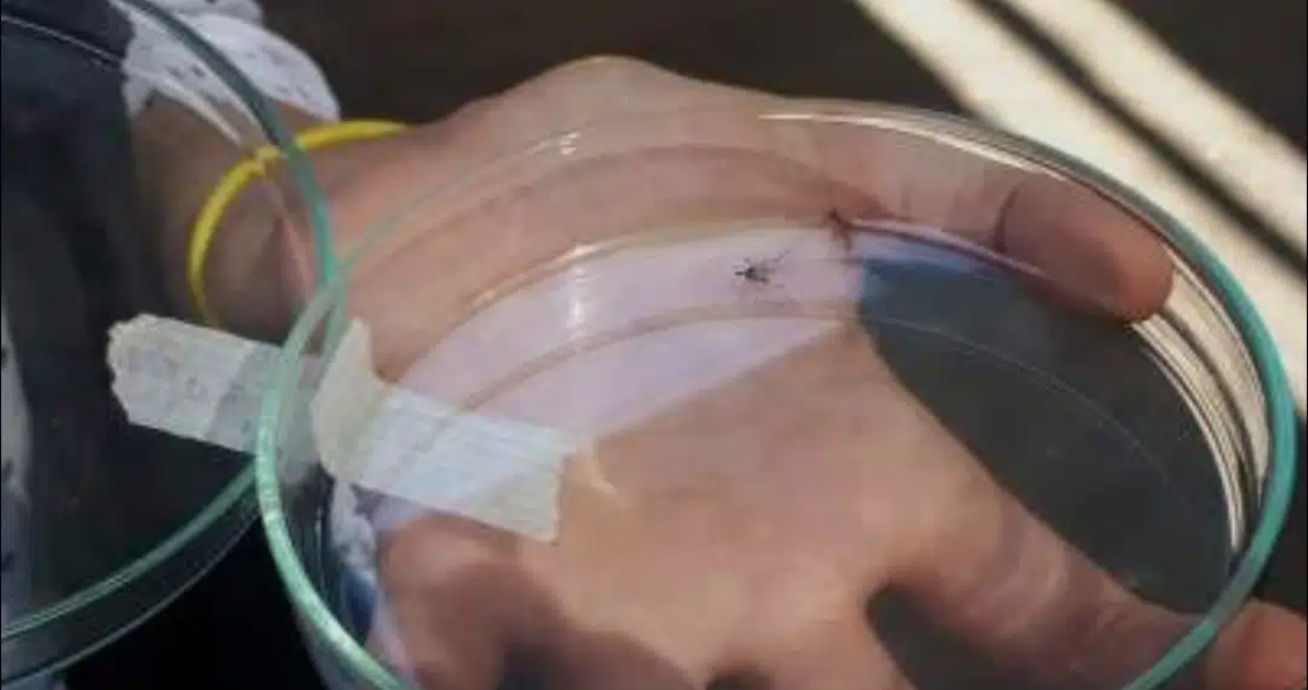 Detectan mosquito aedes aegypti en terminal de Tocopilla, capaz de transmitir dengue y virus zika