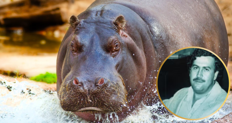 Colombia sacrificará hipopótamos de Pablo Escobar