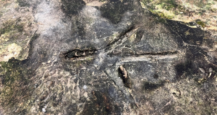 Fósil hallado en Osorno | Cedida a RBB 