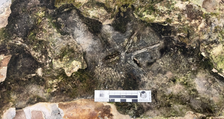 Fósil hallado en Osorno | Cedida a RBB 