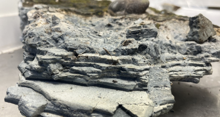 Fósil hallado en Osorno | Cedida a RBB 