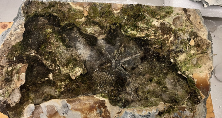 Hito en la ciencia: hallan fósil en Osorno con huellas de animales que tendrían más de 100 mil años