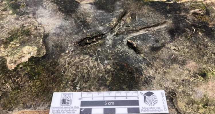 Fósil hallado en Osorno | Cedida a RBB 