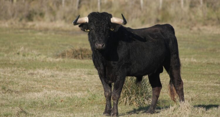Hombre muere tras ser embestido por toro en Cochamó