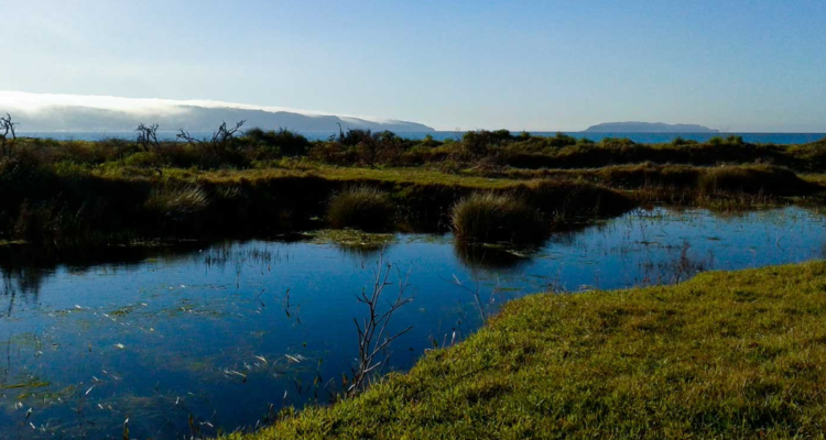 Bío Bío: presentan 7 reclamaciones contra declaratoria de Rocuant – Andalién como humedal urbano