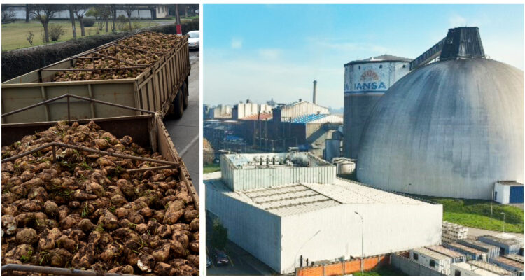 Empresarios piden medidas al Gobierno: Industria de remolacha “arriesga su fin” tras decisión de Iansa