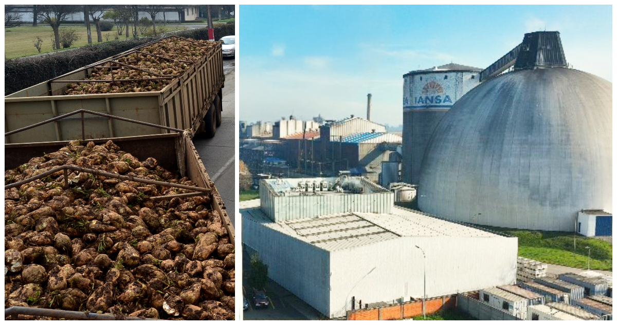 Empresarios piden medidas al Gobierno: Industria de remolacha “arriesga su fin” tras decisión de Iansa