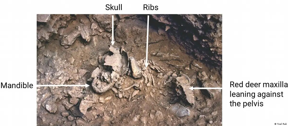 Bebés neandertales crecían mucho más rápido que el humano actual: a los 6 meses se veían de 14