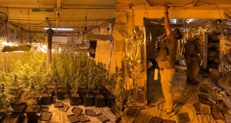 Incautan cerca de 700 plantas de marihuana en Pudahuel y detectan barbería utilizada como fachada