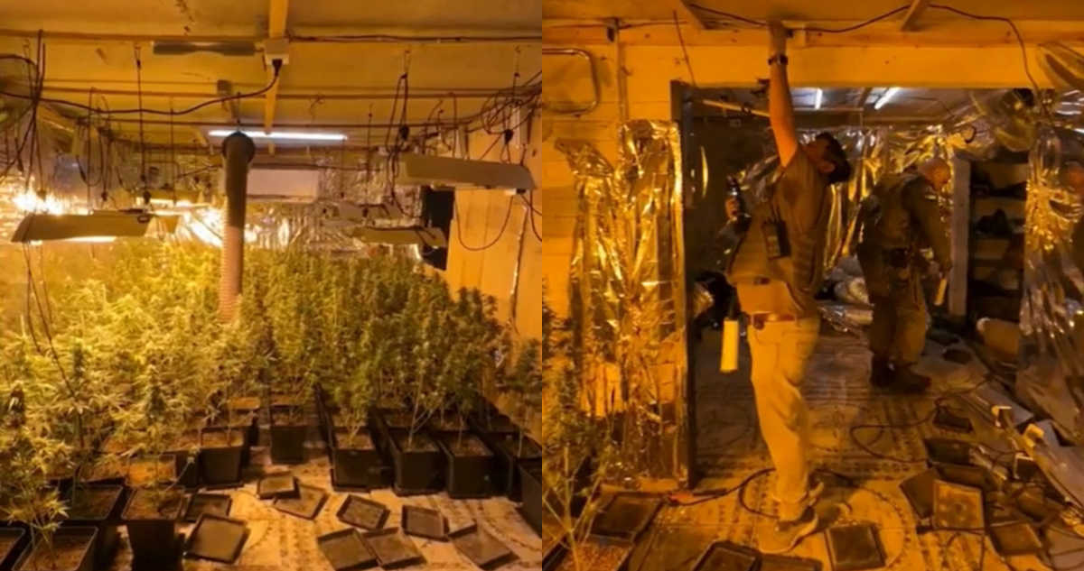 Incautan cerca de 700 plantas de marihuana en Pudahuel y detectan barbería utilizada como fachada